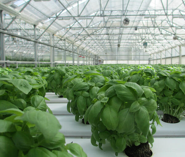 LED technology ~ Greenhouse production